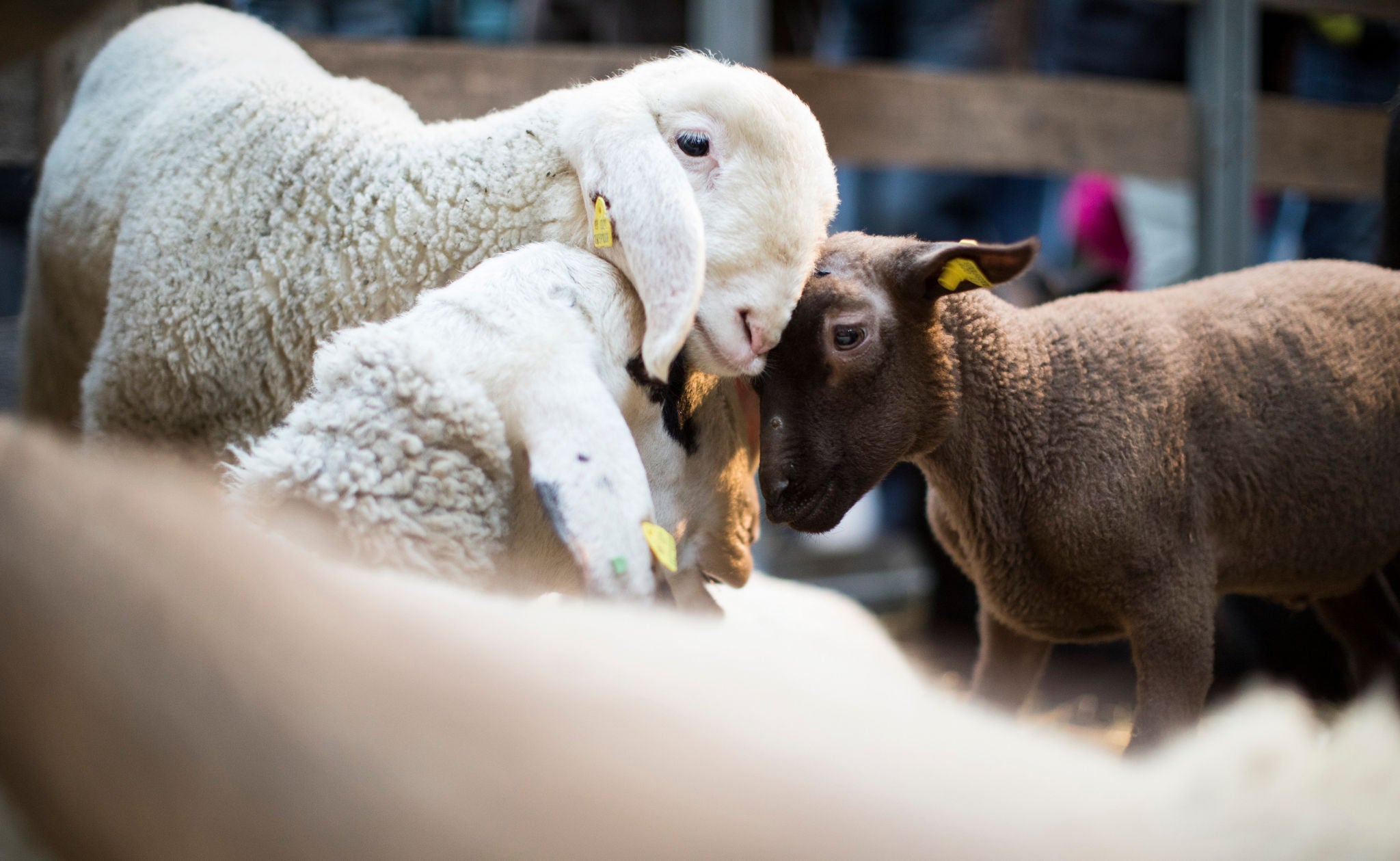 Drei Schafe stehen beieinander und berühren sich an den Köpfen.
