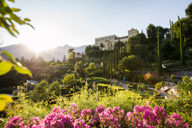 View of Schloss Trauttmansdorff castle and its gardens in Meran/Merano. Pink roses blossom in the foreground, the sun sets behind a mountain silhouette in the background, and numerous bushes, hedges and trees can be seen in between.