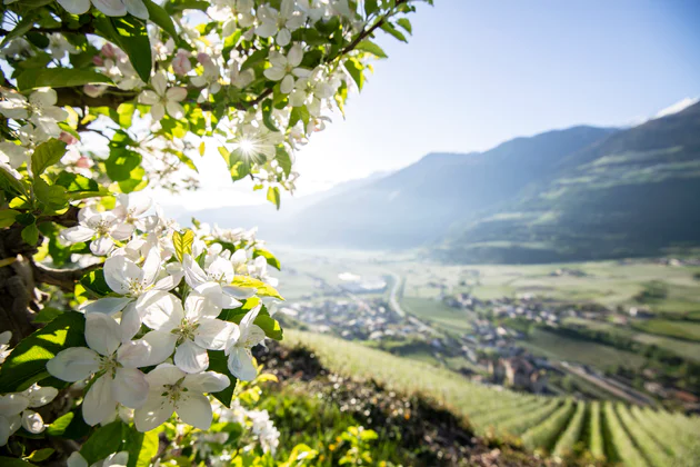 South Tyrolean valley in spring