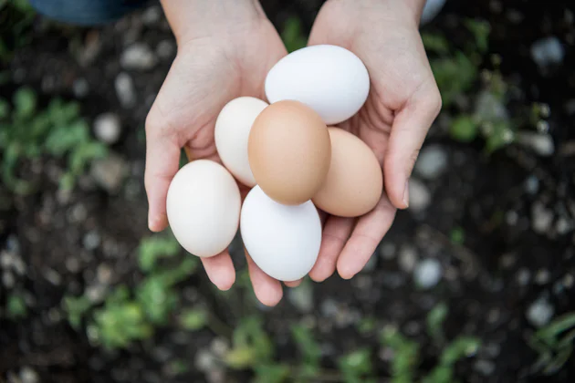 Two hands hold six brown and white eggs from South Tyrol.