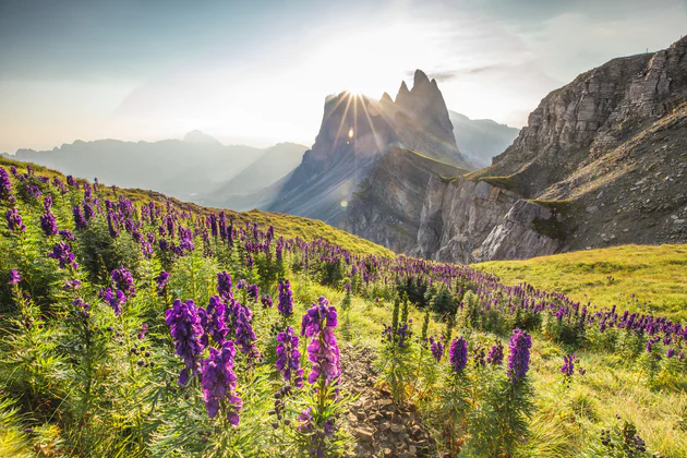 Vista sulle Odle, in primo piano una distesa di fiori viola su un verde prato di montagna