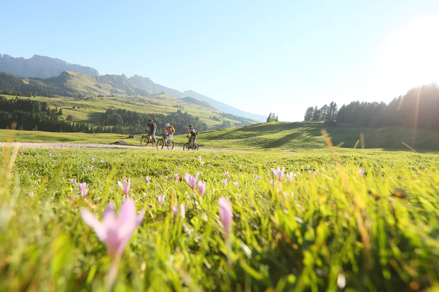 Three mountain bikers ride past an alpine meadow with crocuses.