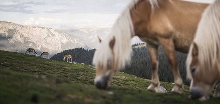 An Alpine pasture where Haflinger horses are grazing. In the background, you can see the mountains of the Hafling/Avelengo - Vöran/Verano - Meran 2000 region.