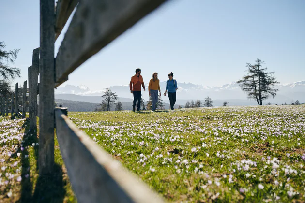 Three people walking across a meadow in spring