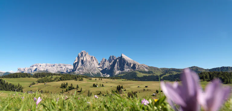 Vista panoramica su un prato di montagna circondato da maestose cime dolomitiche sull'Alpe di Siusi