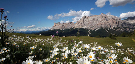 A field full of white flowers with majestic mountain peaks in the background in the area of La Ila/La Villa - San Ćiascian/San Cassiano - Badia