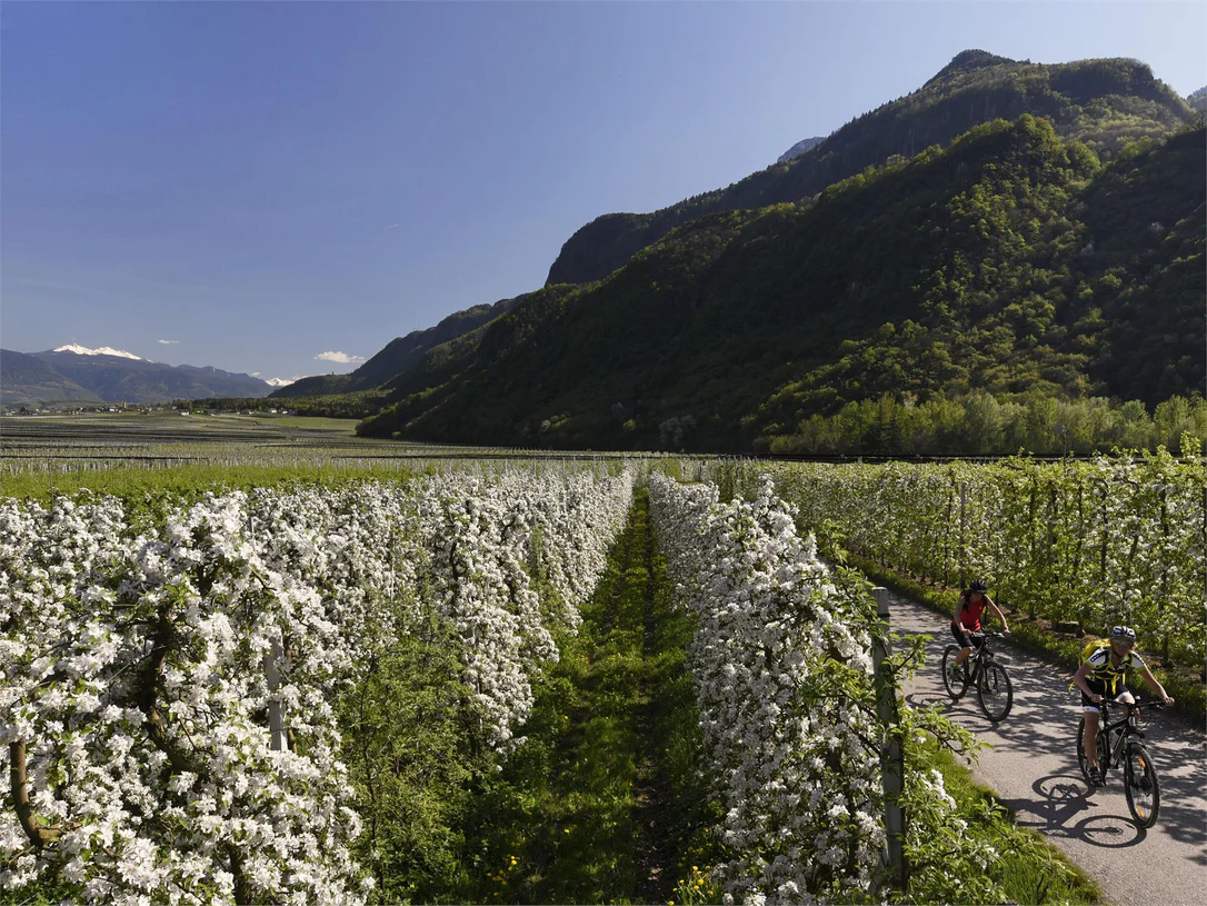 In bici tra i meleti della Valle d'Adige