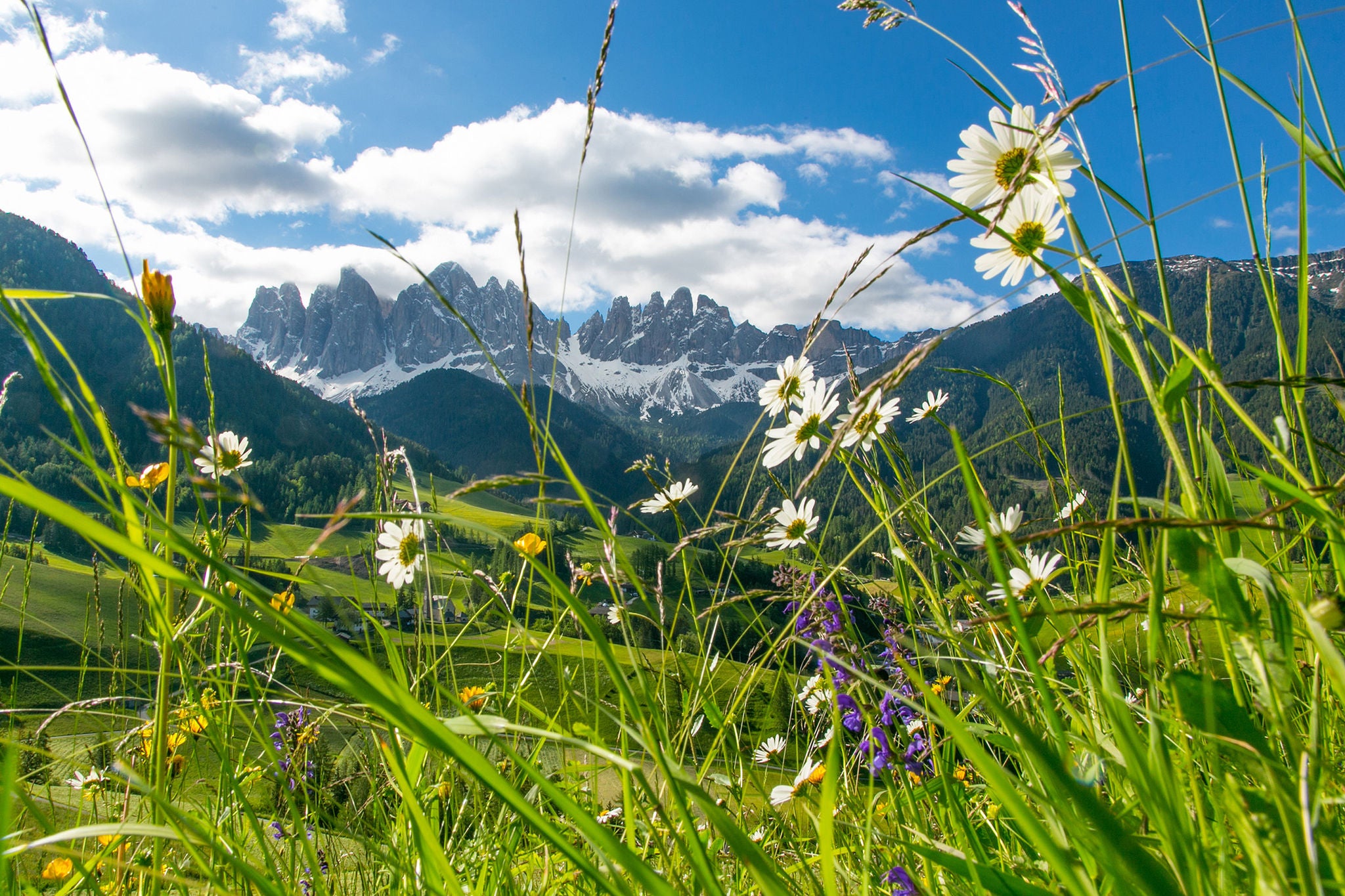 Frühlingswiese mit Geislerspitzen im Hintergrund