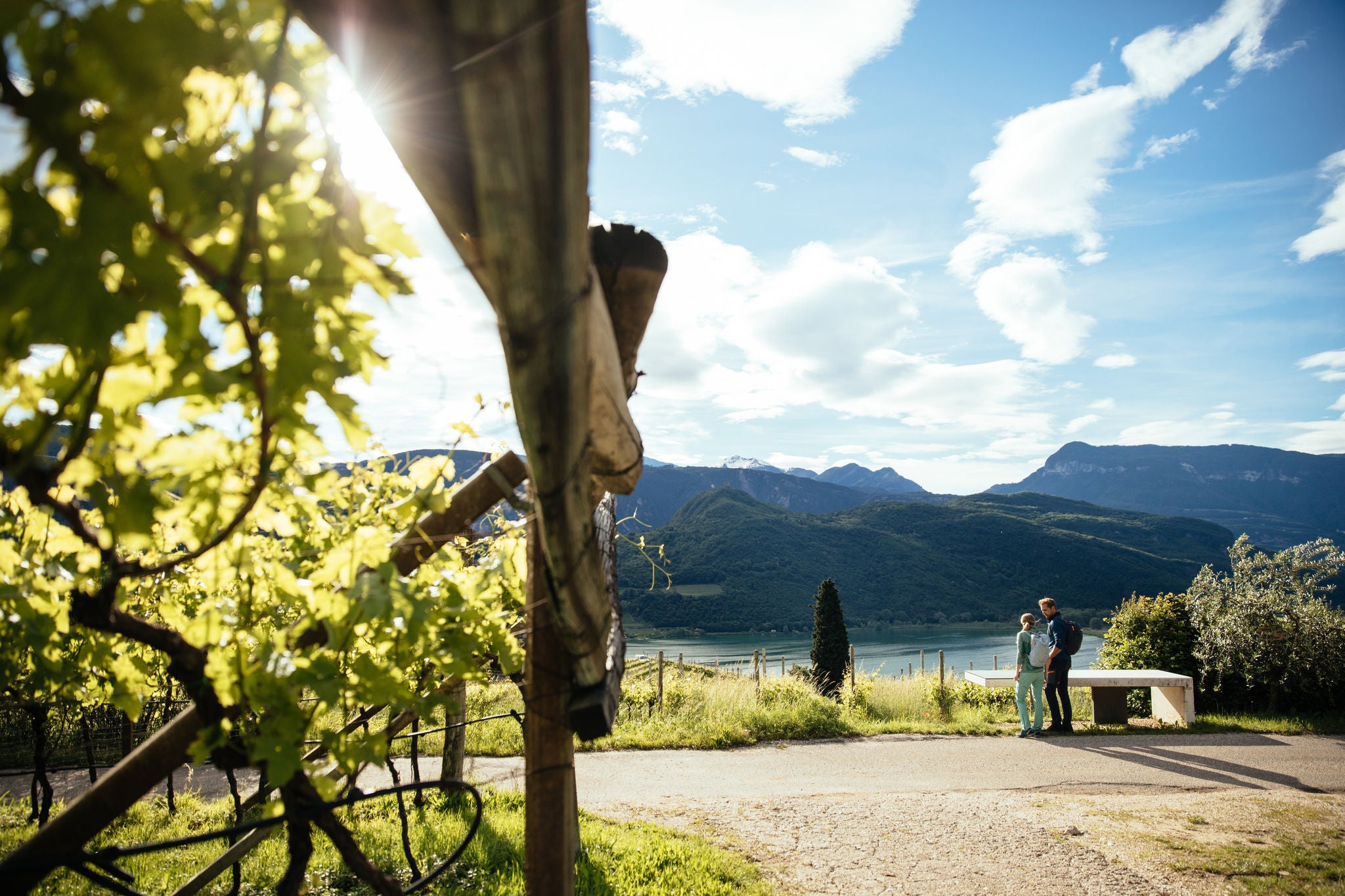 Weinreben, Südtiroler Weinstraße