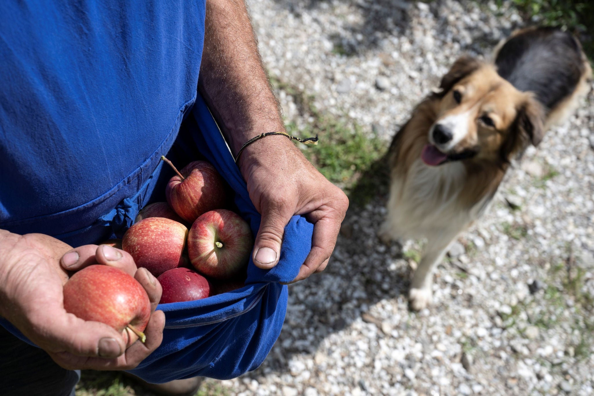 Ein Mann hält friscsh gepflückte Äpfel in seinem blauen Schurz, dahinter steht ein Hund