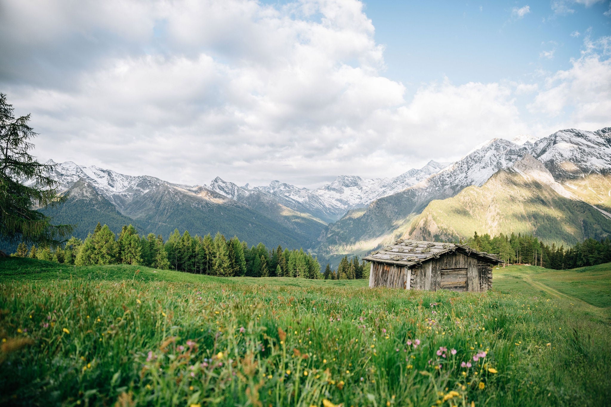 Eine Blumenwiese im Frühling auf der eine Hütte steht im Passeiertal