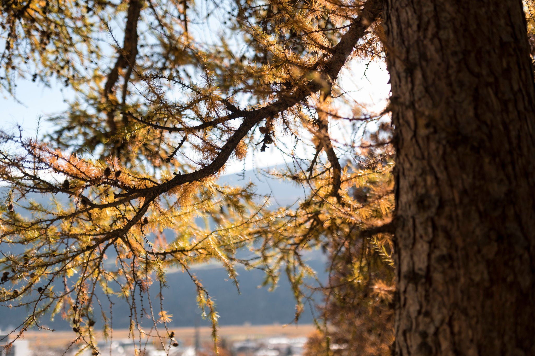 Gefärbte Blätter eines Baumes im Herbst