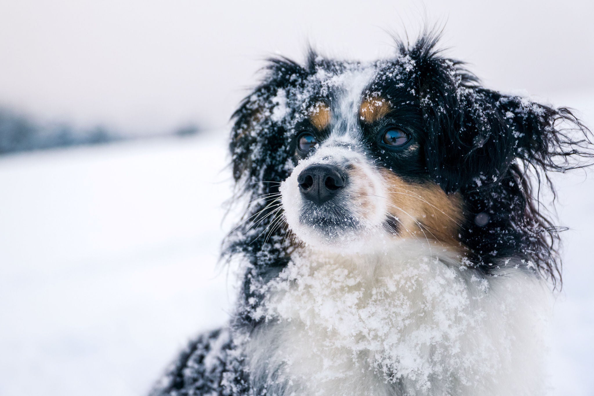 Urlaub mit dem Hund in Südtirol