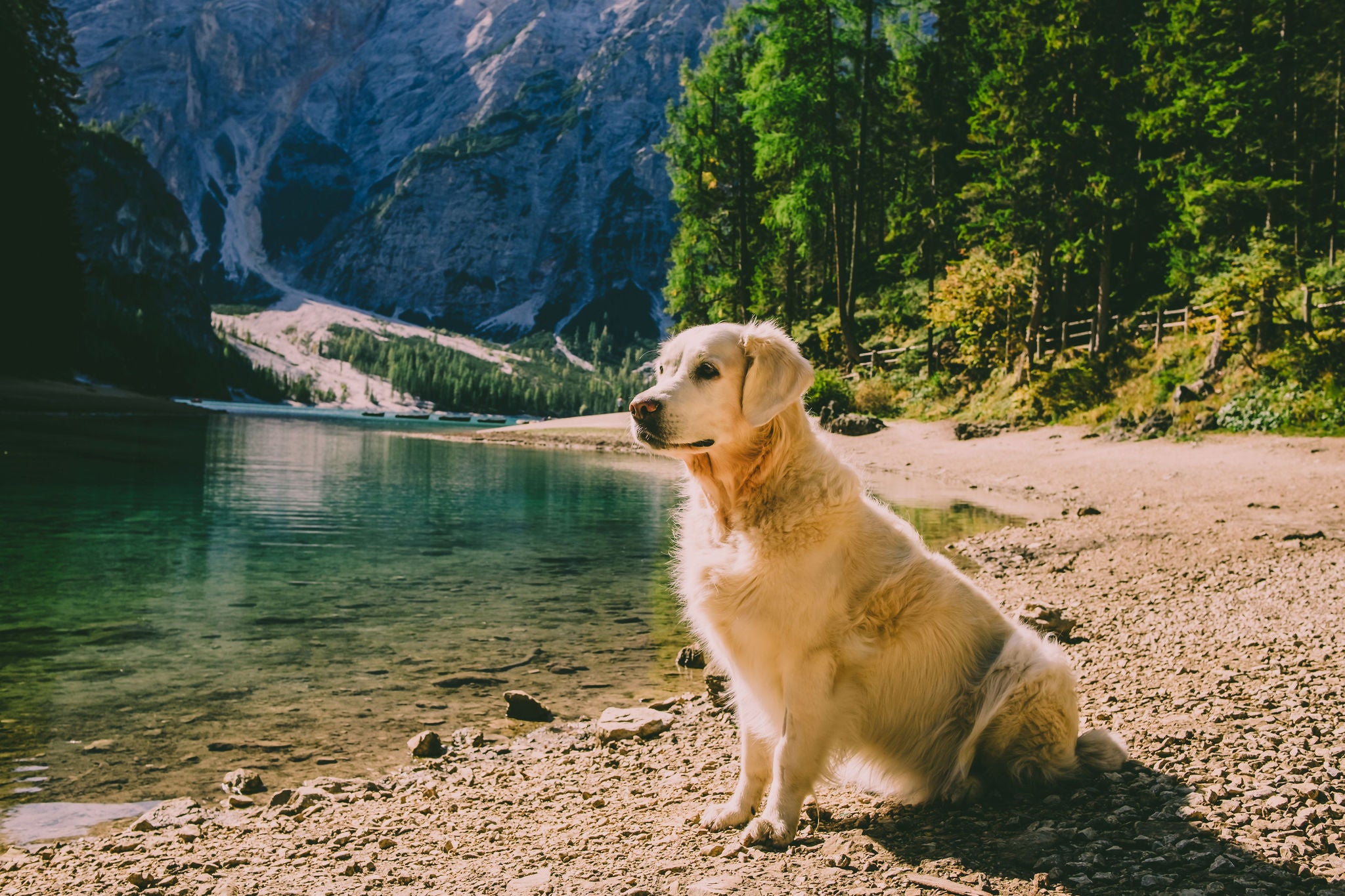 Ein Hund am Ufer der Pragser Wildsees