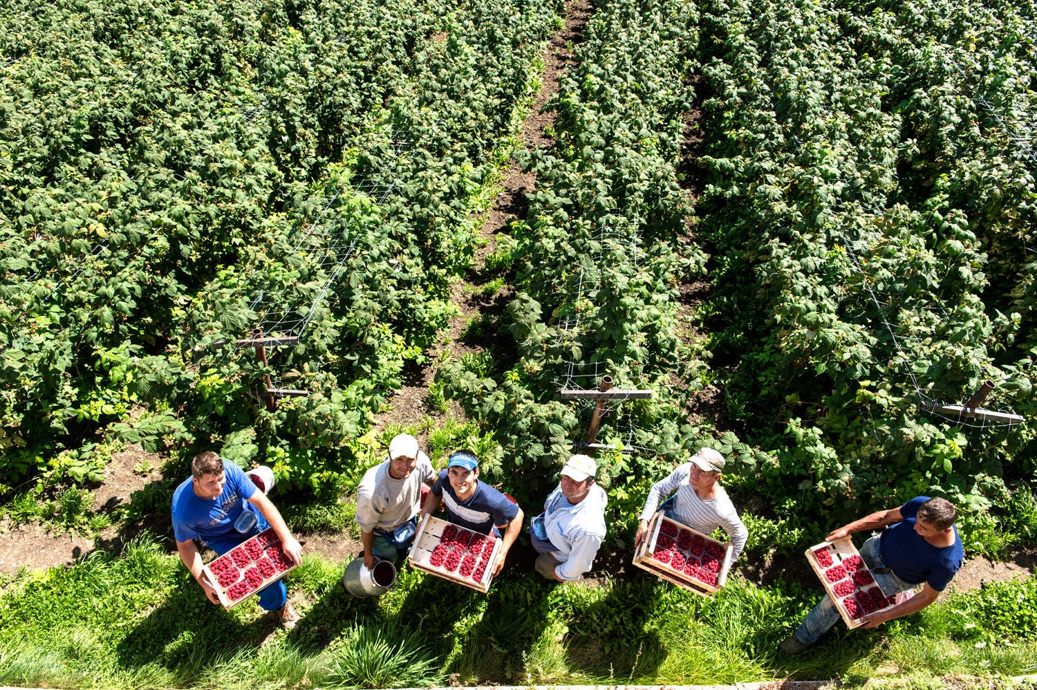 Sechs Männer halten ihre vollen Kisten mit Himbeeren vor einem Himbeerfeld in die Kamera