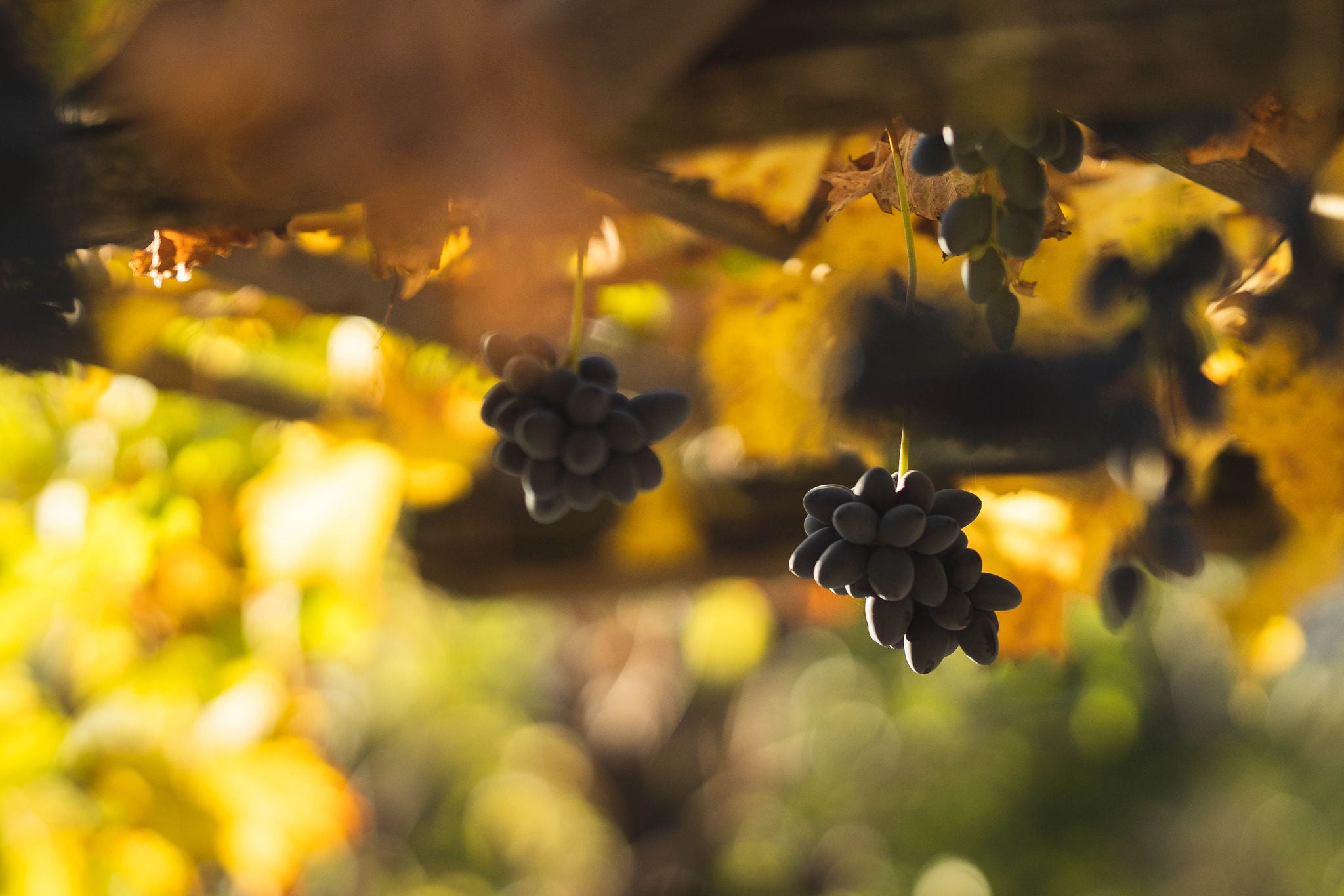 Keschtnweg im Herbst