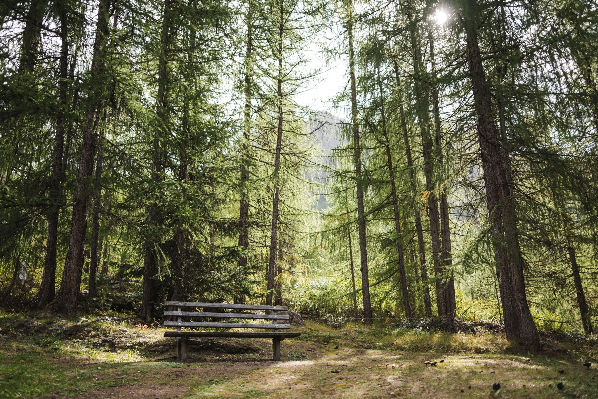 Eine Holzbank steht auf einer Waldlichtung.