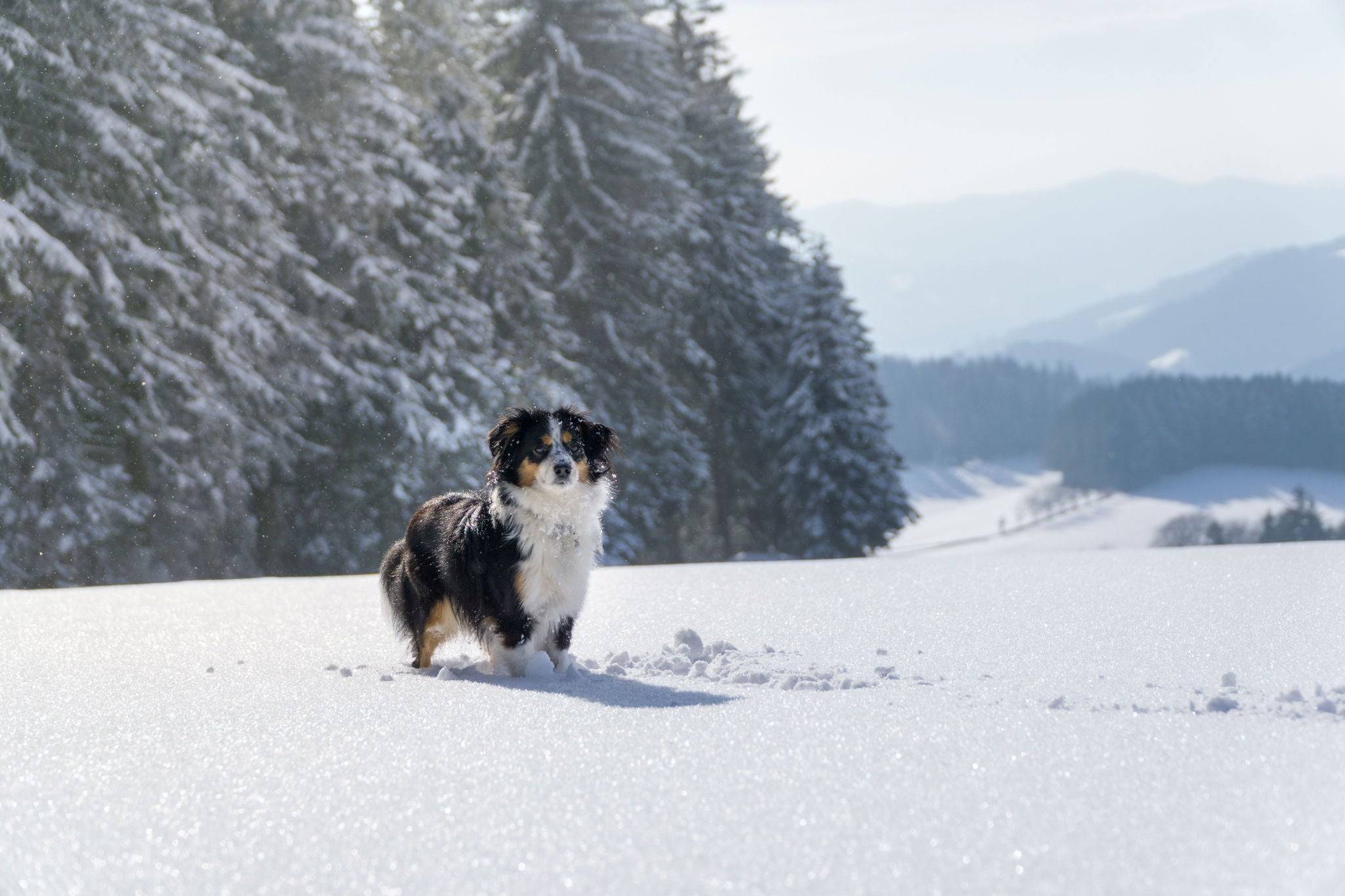 Verschneite Landschaft mit dem Hund erkunden