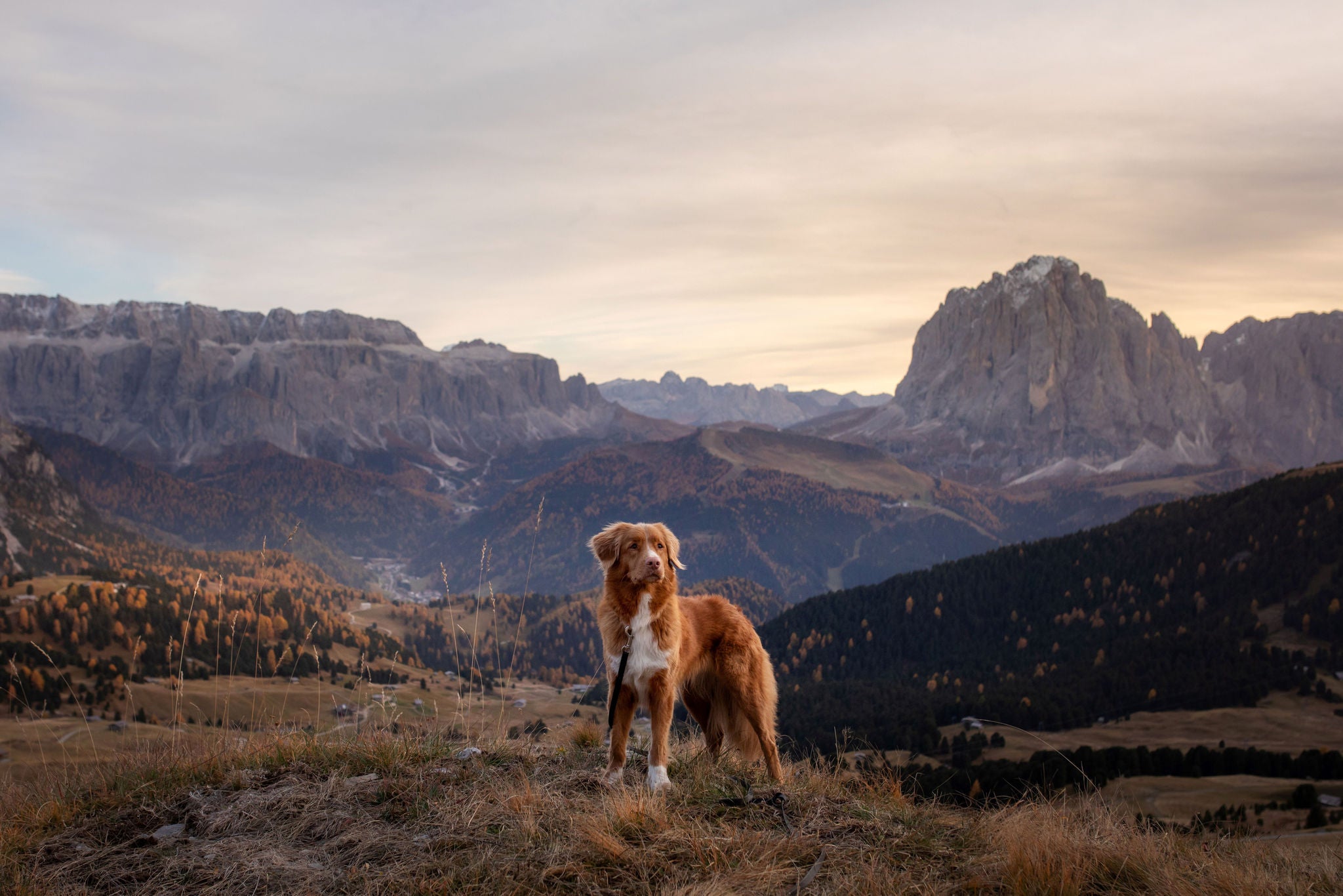 Wanderurlaub mit Hund