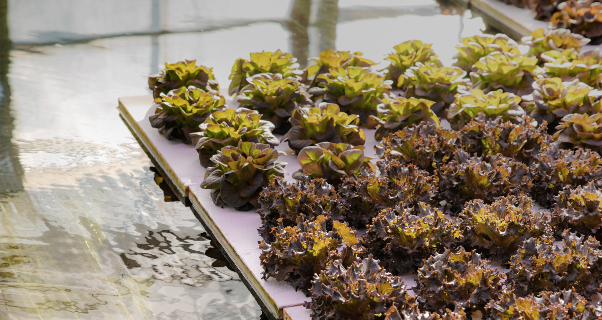 Schwimmendes Salatbeet in einer Aquaponik Farm