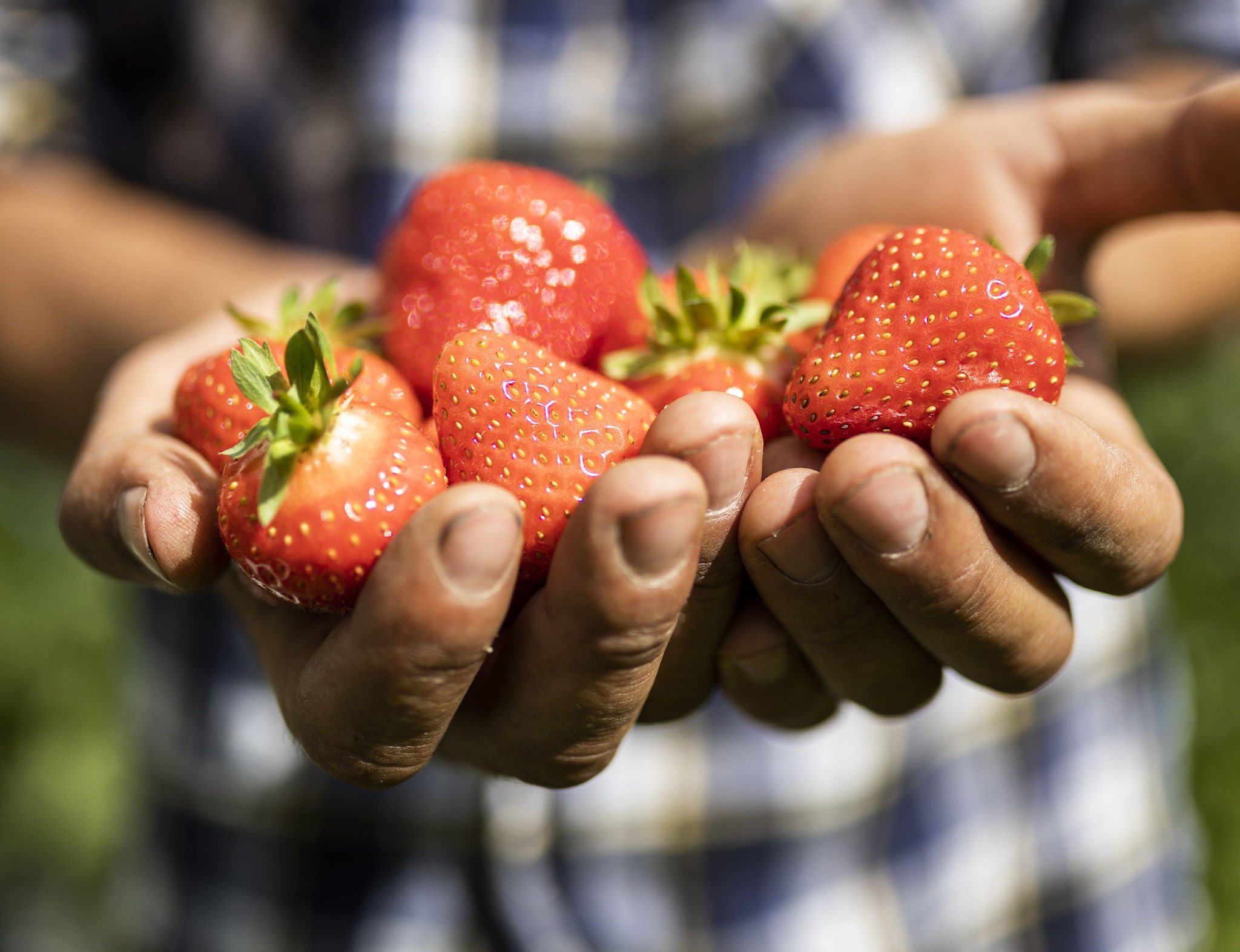 Ein Bauern hält eine Hand voller Marteller Erdbeeren