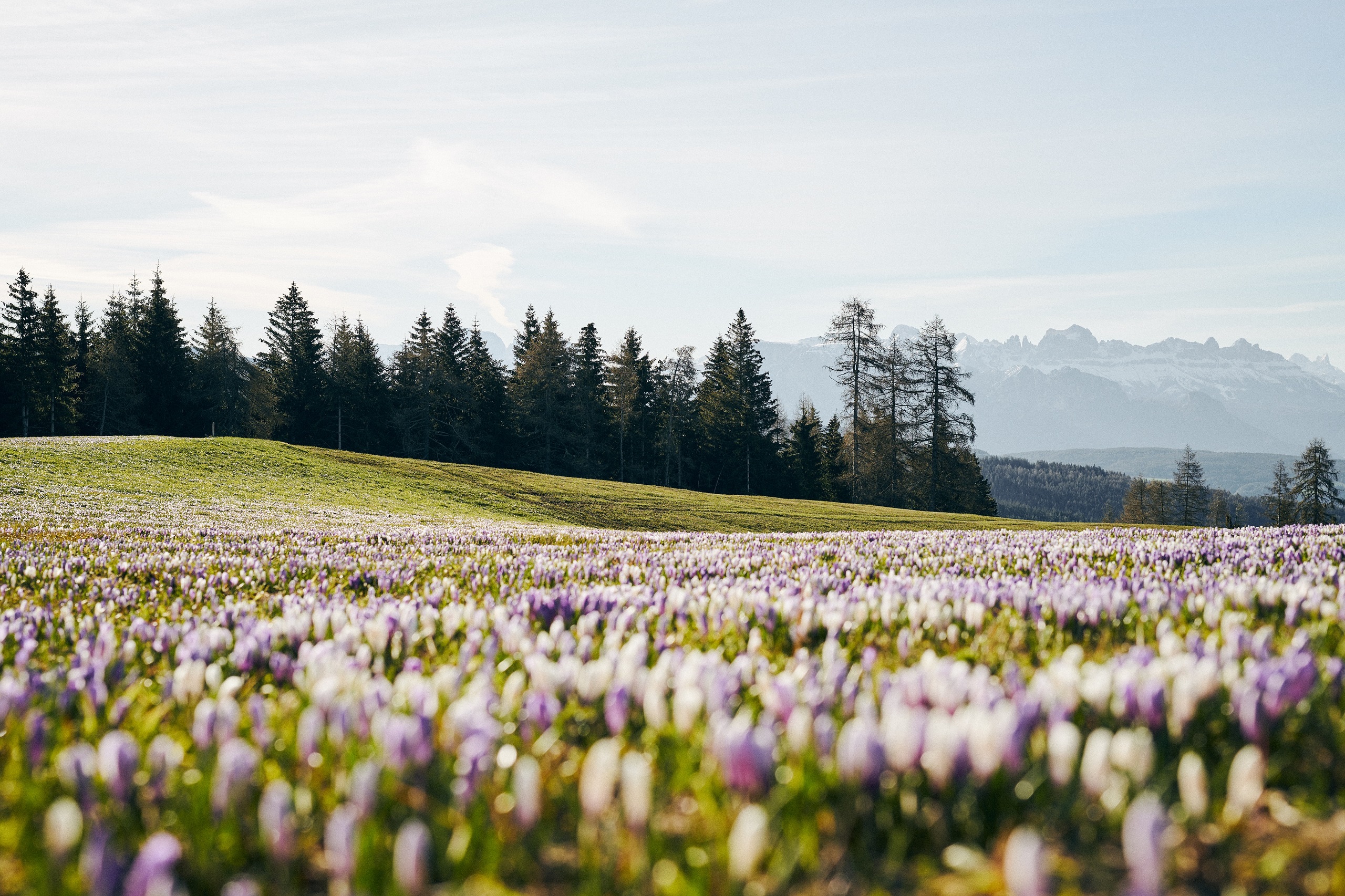 Een weide met bloeiende krokussen in Zuid-Tirol