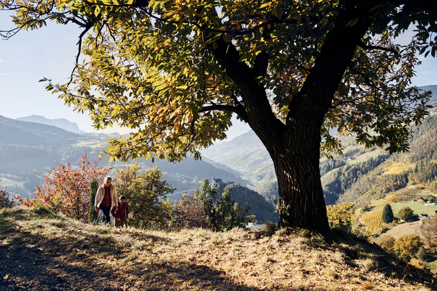 Sentiero delle castagne