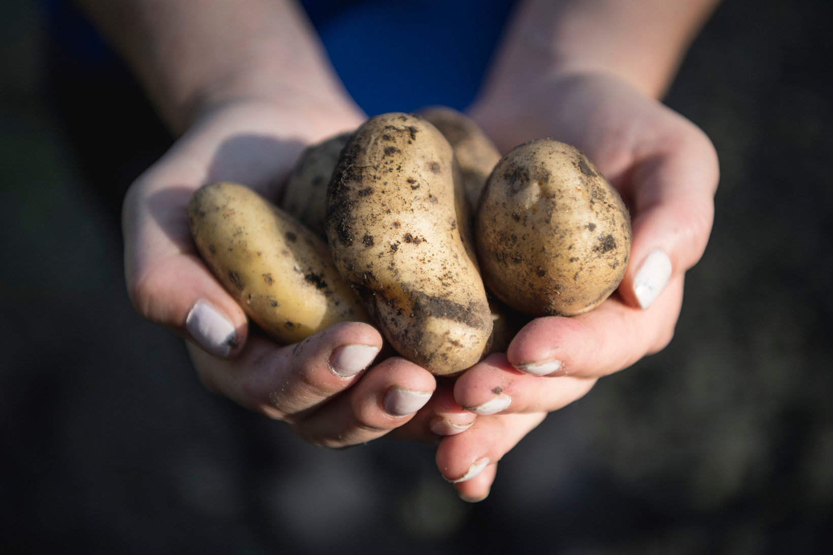 Patate appena raccolte