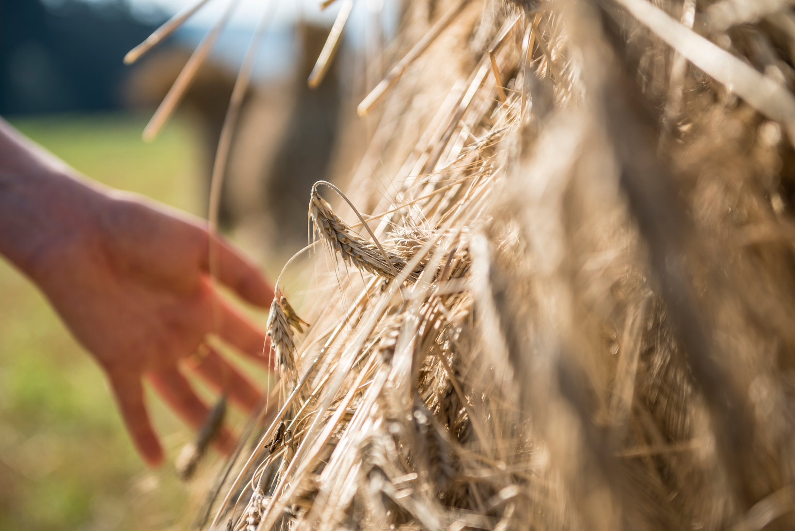 Una mano accarezza le spighe di grano