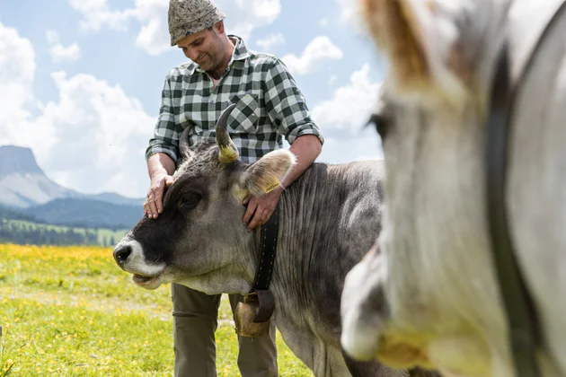 Milchkuh und Bauer auf der Wiese