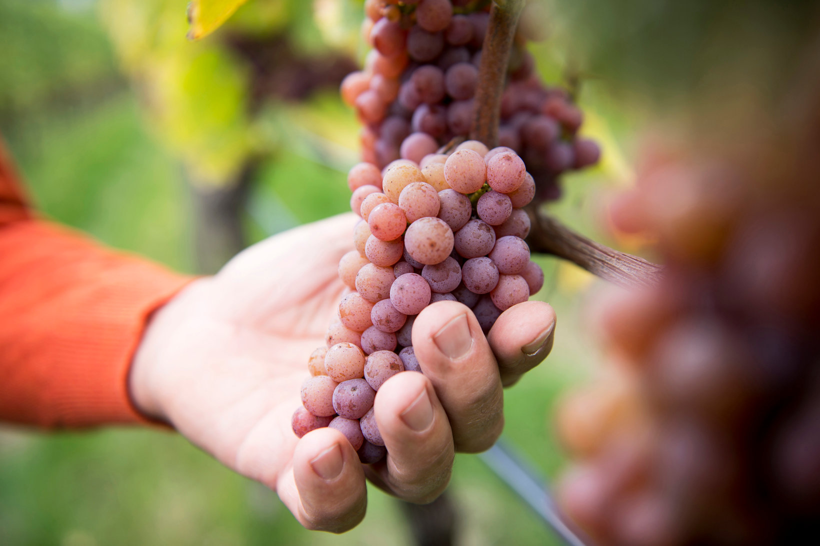 Typical red grapes from South Tyrol