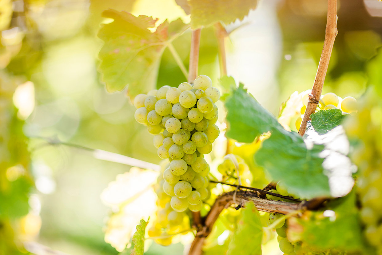 Typical white grapes from South Tyrol