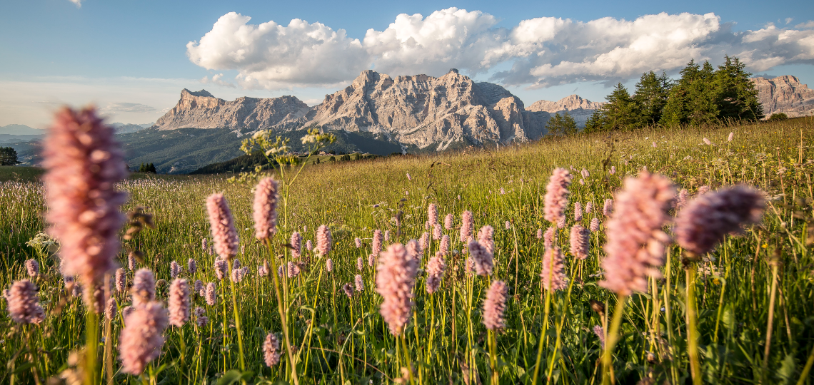 Prairie dans l'Alta Badia, avec des montagnes en arrière-plan