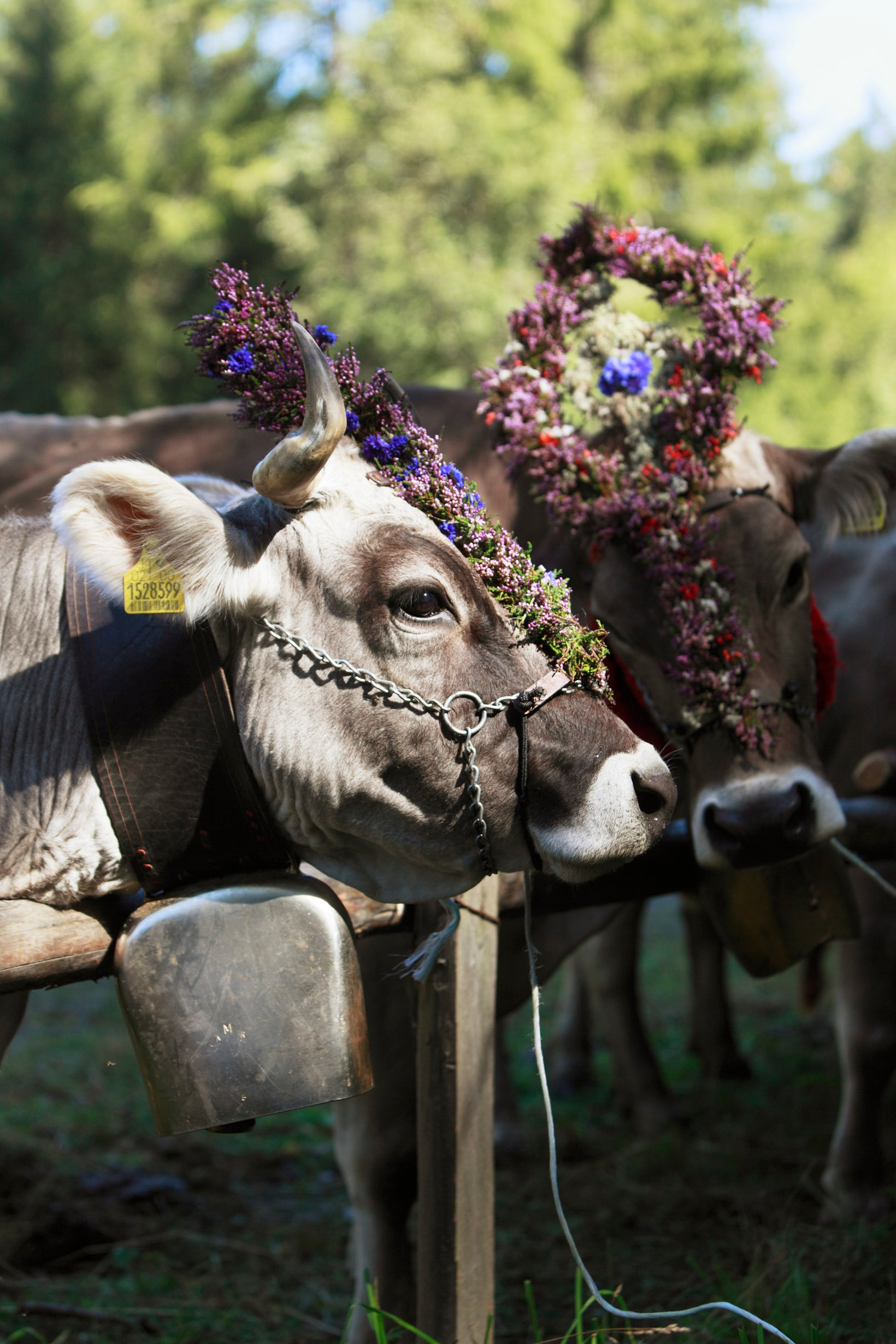 Mucca altoatesina con ghirlanda di fiori