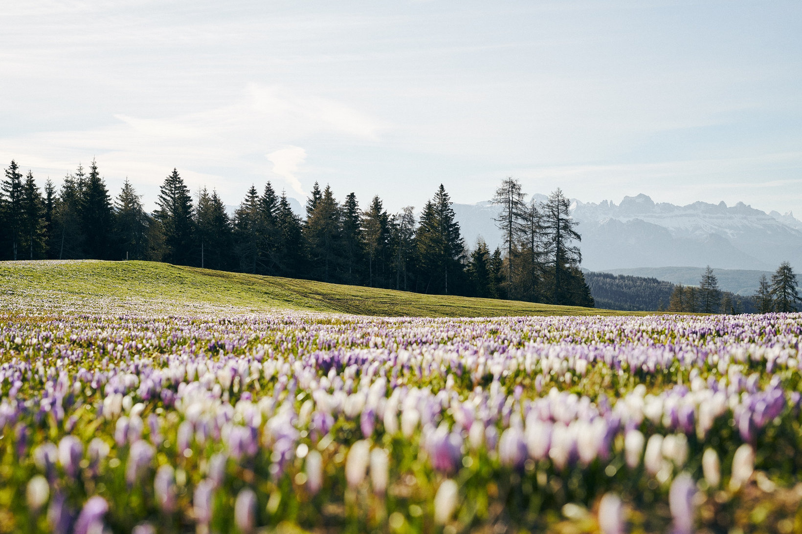 Viele zigtausend Krokusse blühen bei Mölten, während in der Ferne, hinter einem Wald und Hügeln, die Gipfel der Dolomiten zu sehen sind.