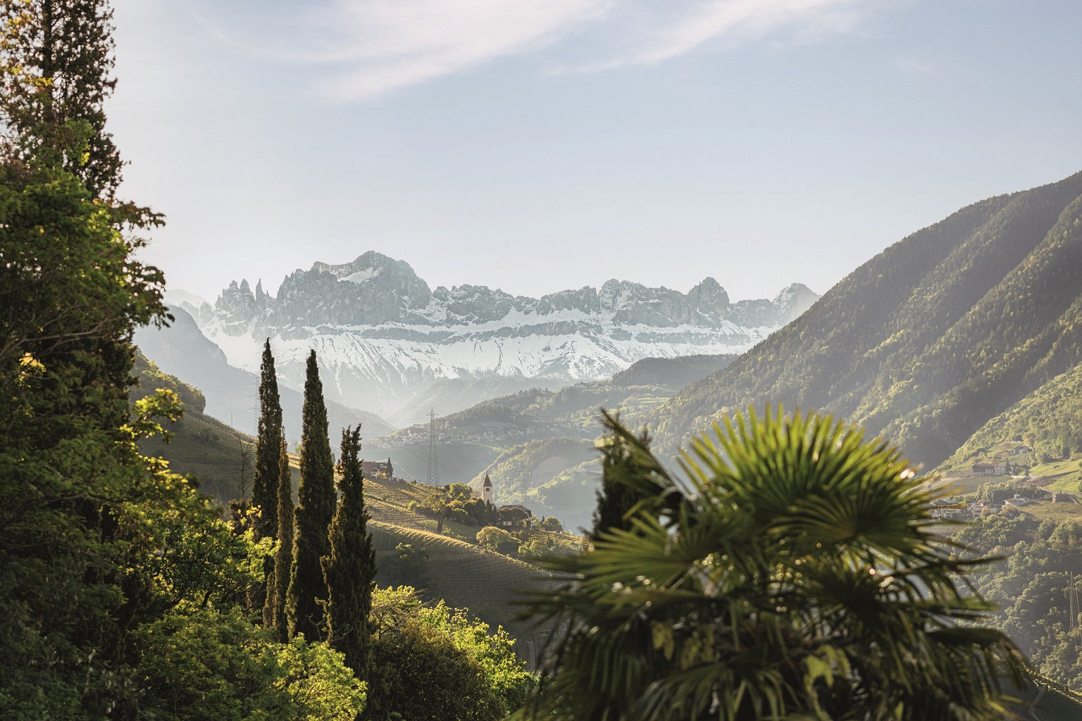 Vom Weindorf St. Magdalena bei Bozen aus reicht der Blick über eine Palme sowie Zypressen hinweg in Richtung der verschneiten Rosengarten-Gipfel im Hintergrund. 