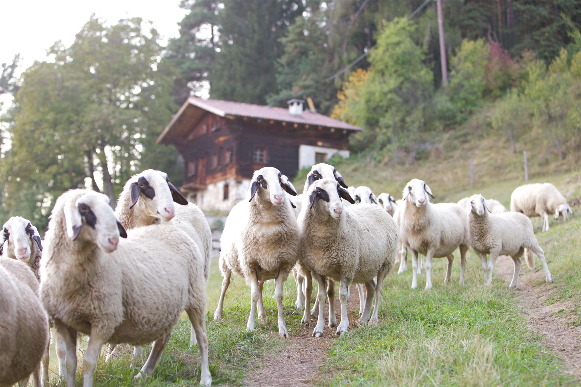 Maso Angerle Nova Levante 7 suedtirol.info