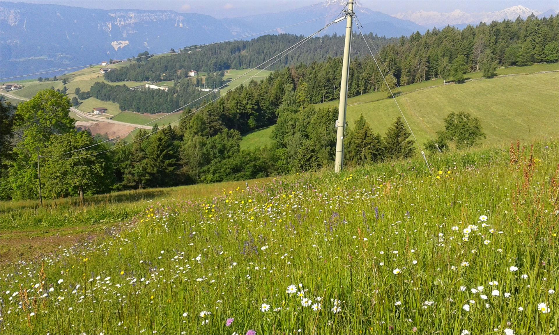 Aichhornhof Meltina 7 suedtirol.info