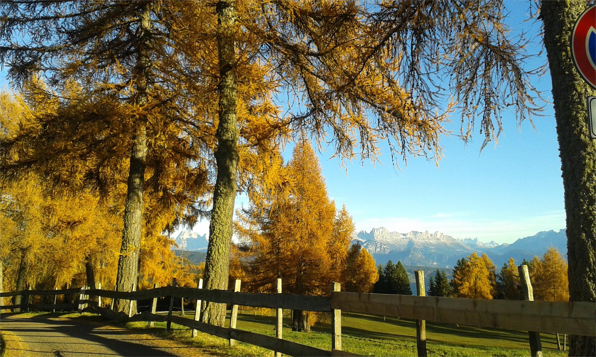 Aichhornhof Meltina 3 suedtirol.info