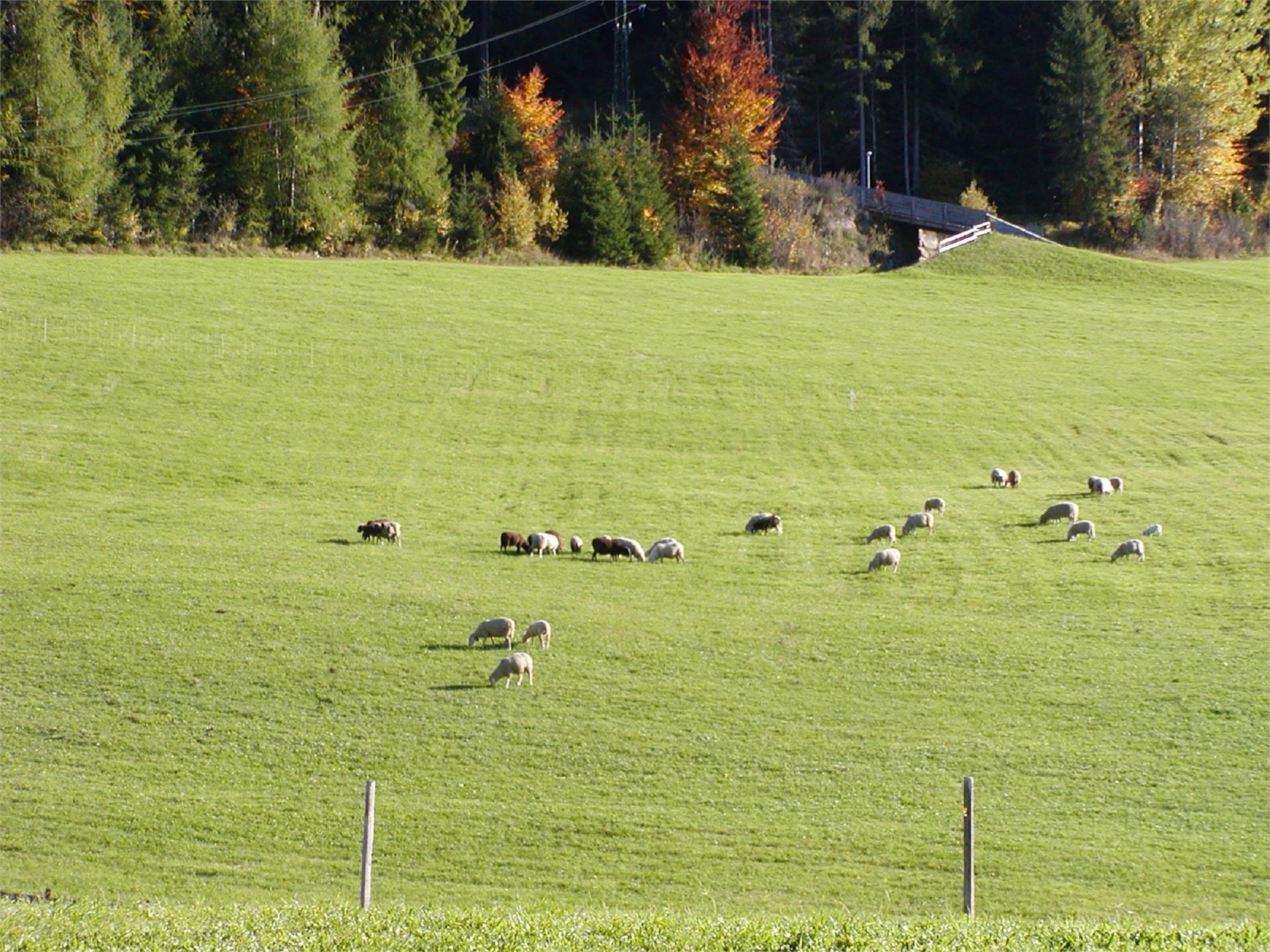 Aichhornhof Meltina 8 suedtirol.info