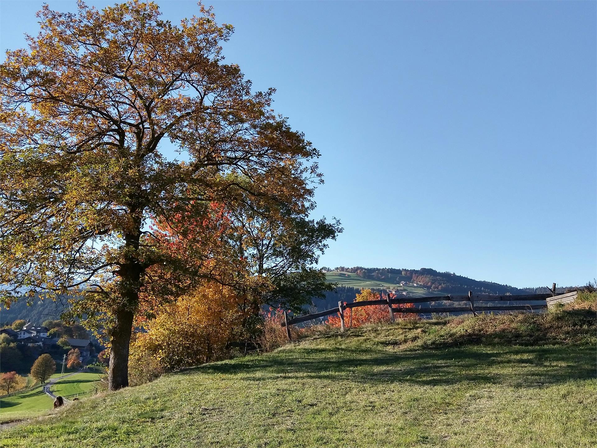 Aichhornhof Meltina 2 suedtirol.info