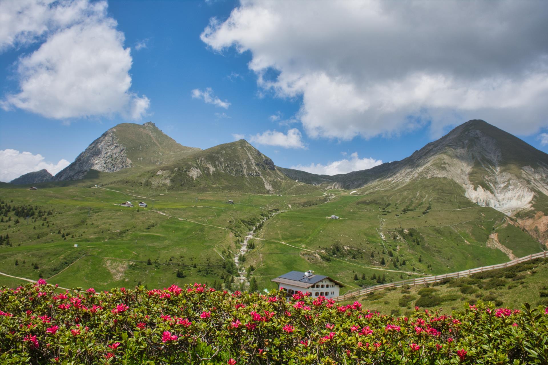 Alpenrösli Hafling Hafling 7 suedtirol.info