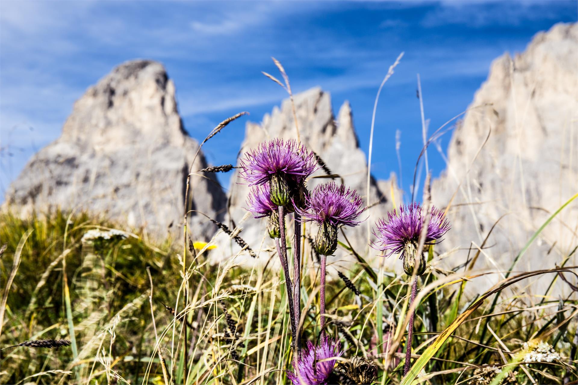 Apartments Arpa Chalet S.Crestina Gherdëina/Santa Cristina Val Gardana 16 suedtirol.info