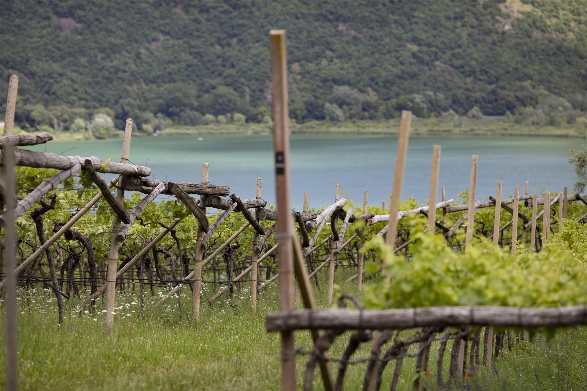 Arzenhof Kaltern an der Weinstraße 14 suedtirol.info