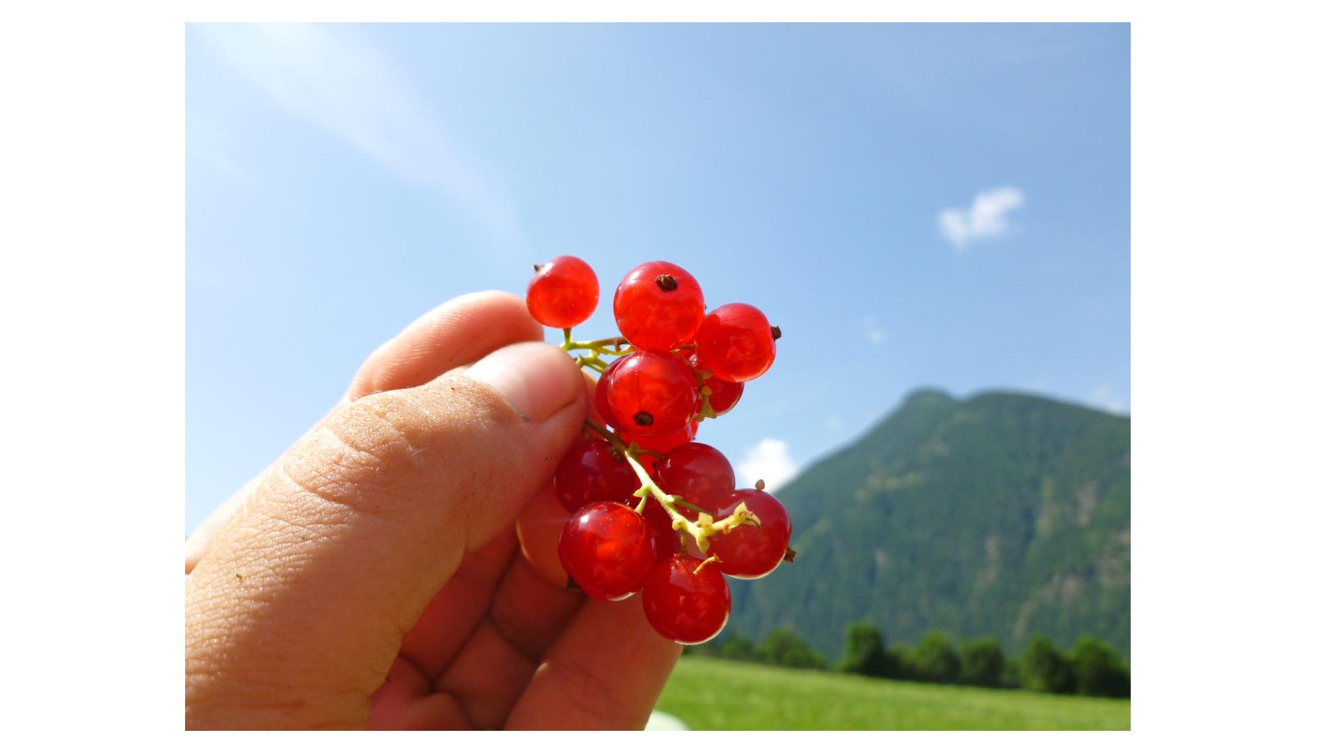 App. Lahnerhof Sand in Taufers/Campo Tures 20 suedtirol.info