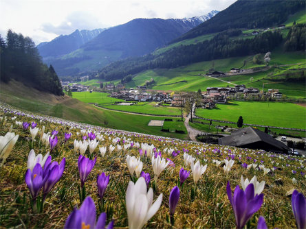 An der Wiese Haus Ahrntal/Valle Aurina 13 suedtirol.info