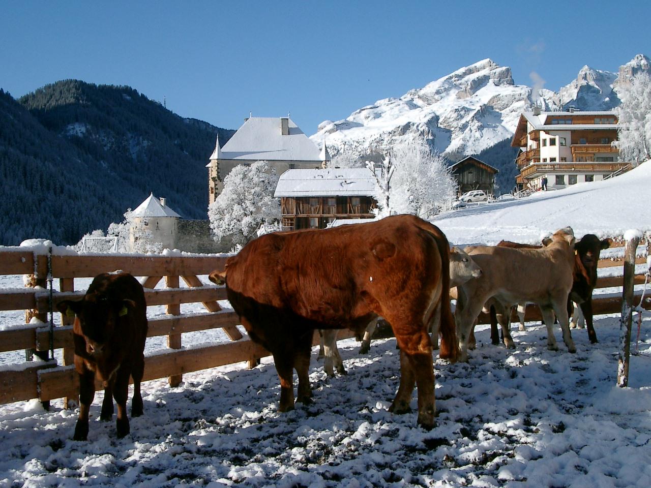 App. Lüch Sossach Natur Badia 5 suedtirol.info