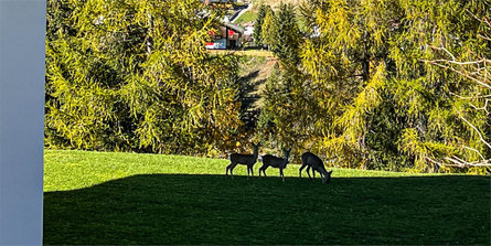 Apartments Ronch Sëlva/Selva 11 suedtirol.info