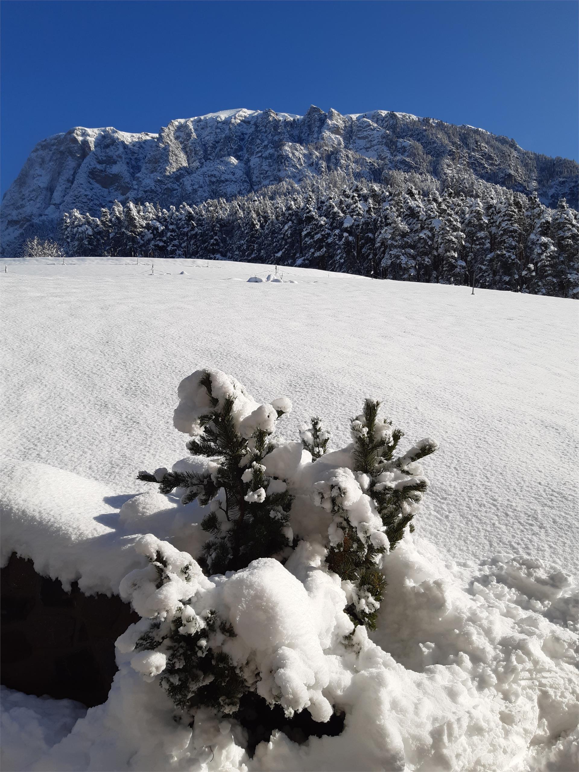 Aichbühlerhof Völs am Schlern/Fiè allo Sciliar 7 suedtirol.info