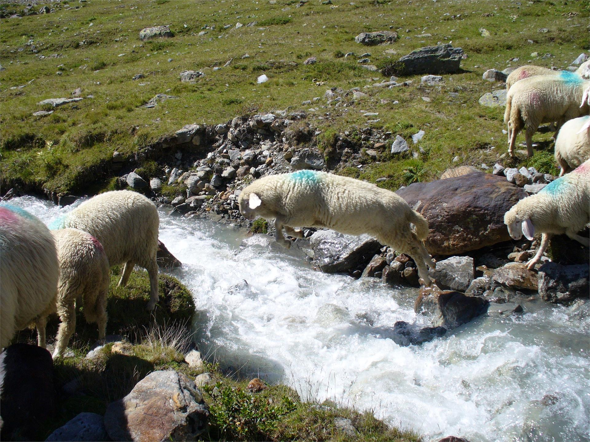 Maso Anderleit Senales 30 suedtirol.info